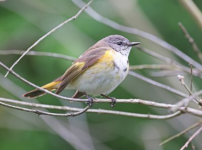 American Redstart