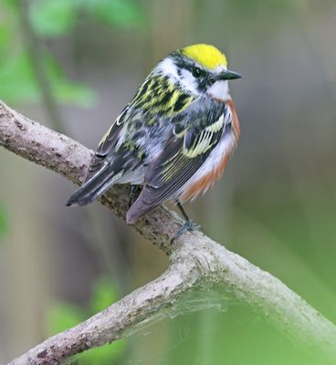 Chestnut-sided Warbler