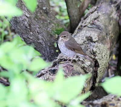 Gray-cheeked Thrush