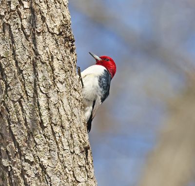 Woodpeckers