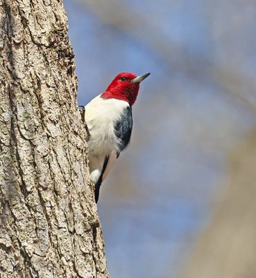 Red-headed Woodpecker