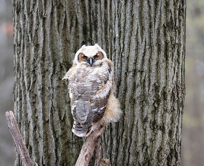 Great Horned Owl