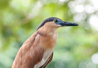 Borneo Wildlife -October 2022