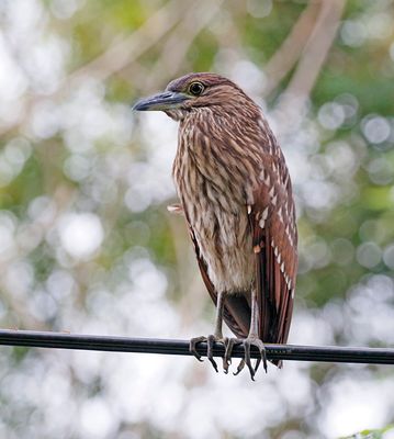 Nankeen Night Heron (juv)