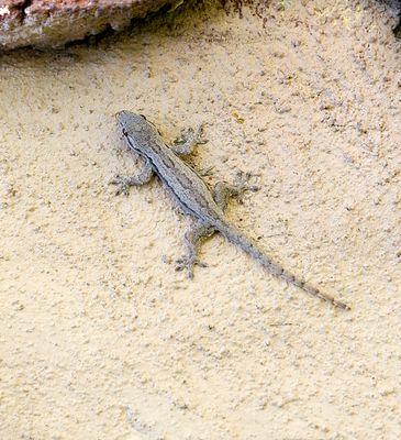 Gecko