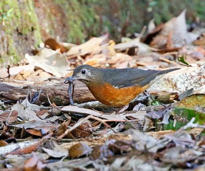 Everrett's Thrush