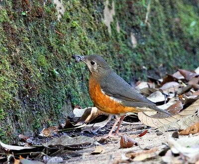 Everrett's Thrush