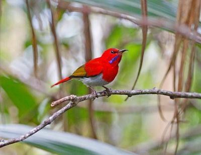 Temminck's Sunbird