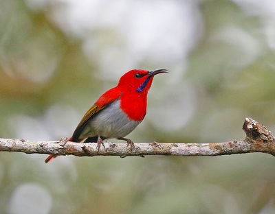 Temminck's Sunbird