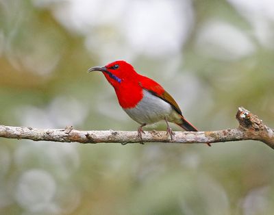 Temminck's Sunbird