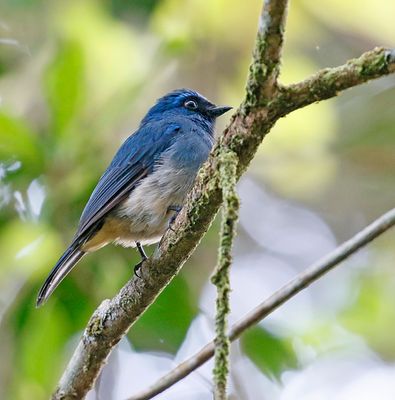 Indigo Flycatcher