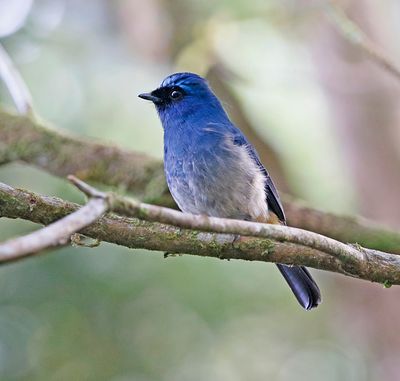 Indigo Flycatcher
