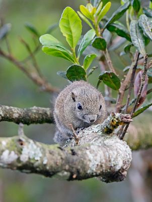 Squirrel