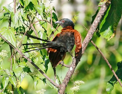 Greater Coucal