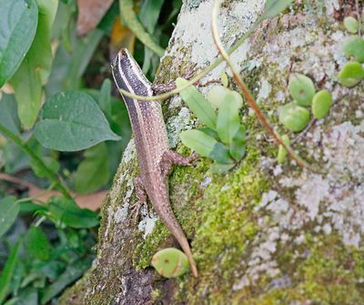Common Tree Skink