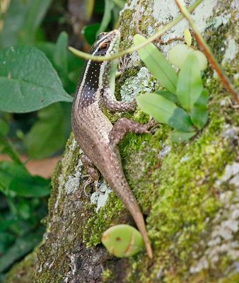 Common Tree Skink