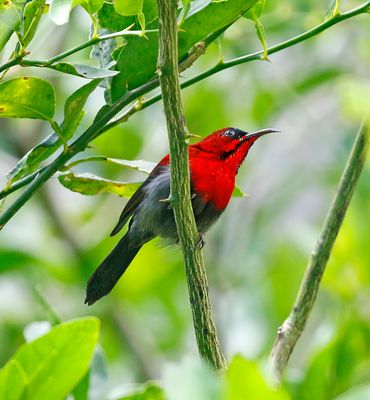 Crimson Sunbird