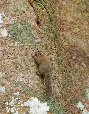 Bornean Pygmy Squirrel