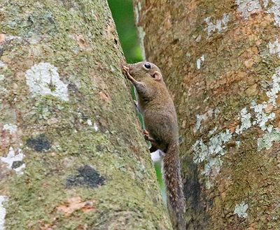 Bornean Pygmy Squirrel