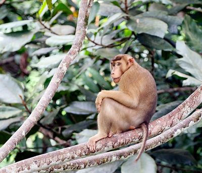 Pig-tailed Monkey