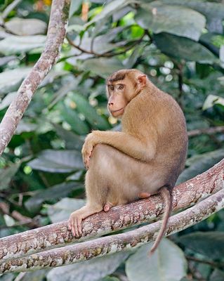 Pig-tailed Monkey