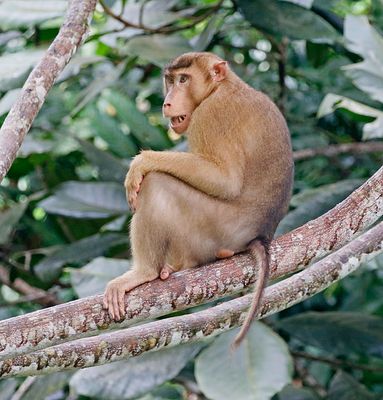 Pig-tailed Monkey