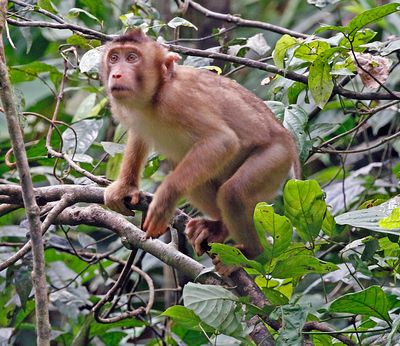Monkey sp.