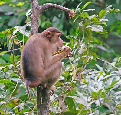 Pig-tailed Monkey