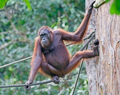 Bornean Orangutan