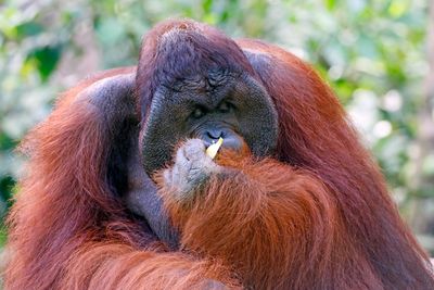 Bornean Orangutan