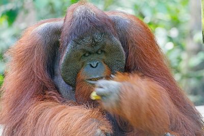 Bornean Orangutan