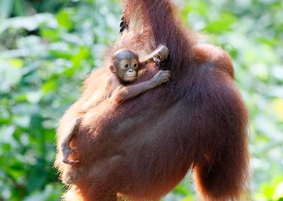 Bornean Orangutan