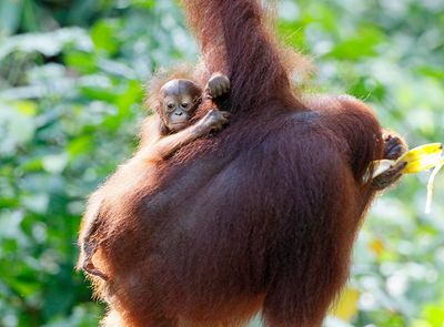 Bornean Orangutan
