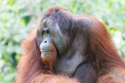 Bornean Orangutan