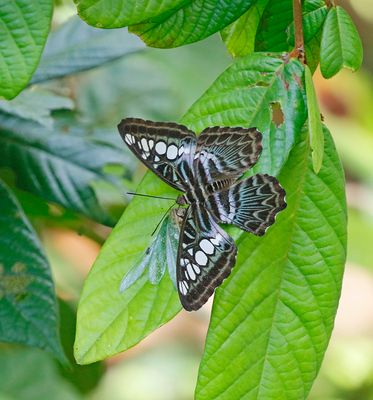 Butterfly sp.