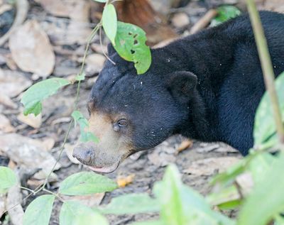 Sun Bear
