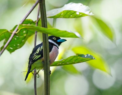 Black and Yellow Broadbill