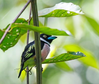 Black and Yellow Broadbill