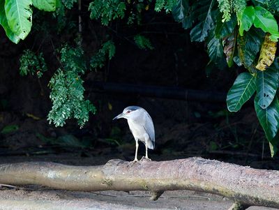 Black-crowned Night Heron