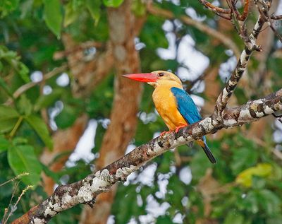 Stork-billed Kingfisher