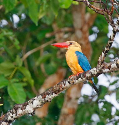 Stork-billed Kingfisher