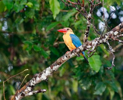 Stork-billed Kingfisher
