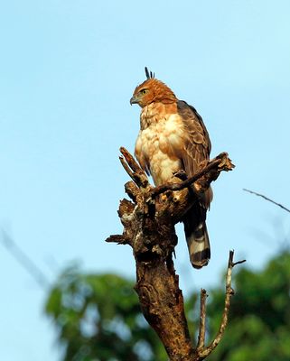 Crested Goshawk