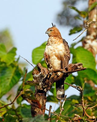 Crested Goshawk
