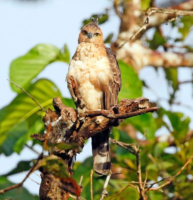 Crested Goshawk