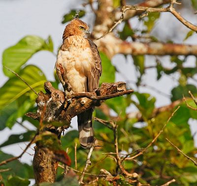 Crested Goshawk