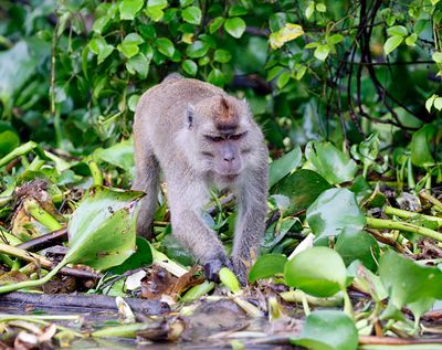 Nicobar Crab-eating Macaque