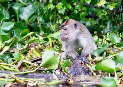 Nicobar Crab-eating Macaque