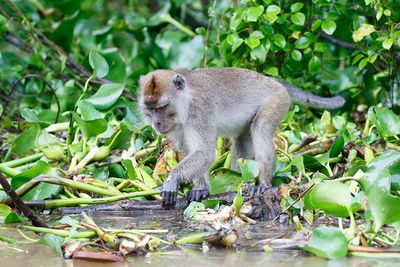 Nicobar Crab-eating Macaque
