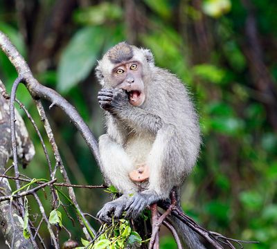 Nicobar Crab-eating Macaque